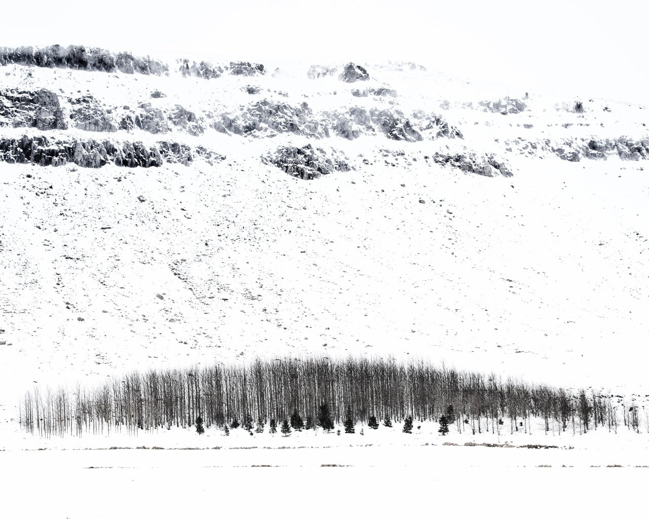 Обои деревья, снег, зима, исландия, trees, snow, winter, iceland разрешение 5247x3498 Загрузить