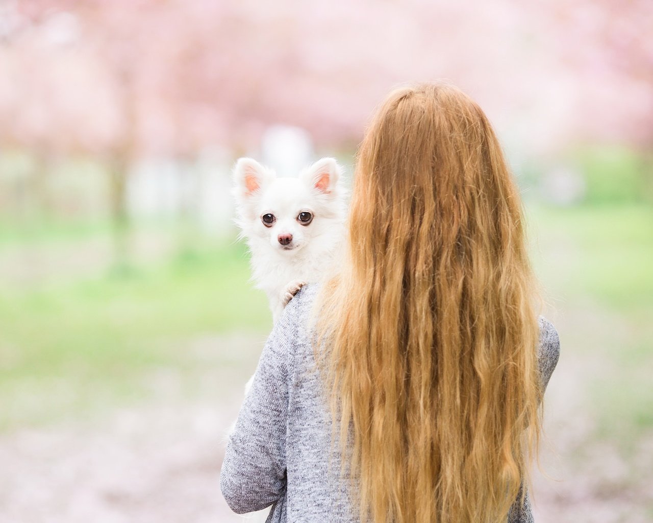 Обои девушка, собака, спина, волосы, друг, чихуахуа, girl, dog, back, hair, each, chihuahua разрешение 2048x1305 Загрузить