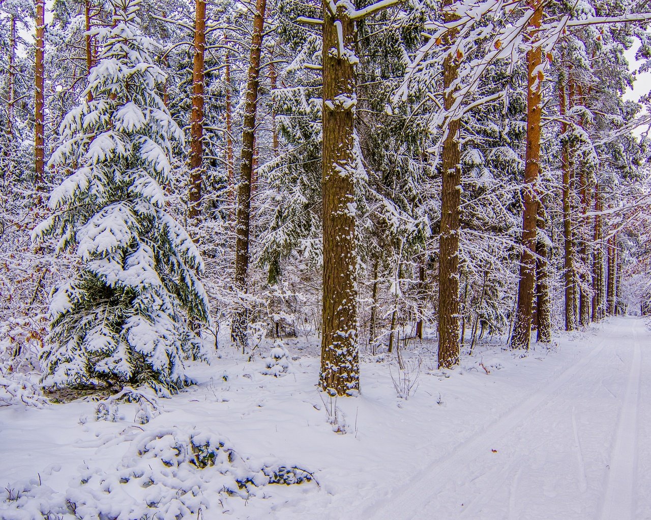 Обои дорога, деревья, снег, лес, зима, стволы, road, trees, snow, forest, winter, trunks разрешение 4000x2250 Загрузить