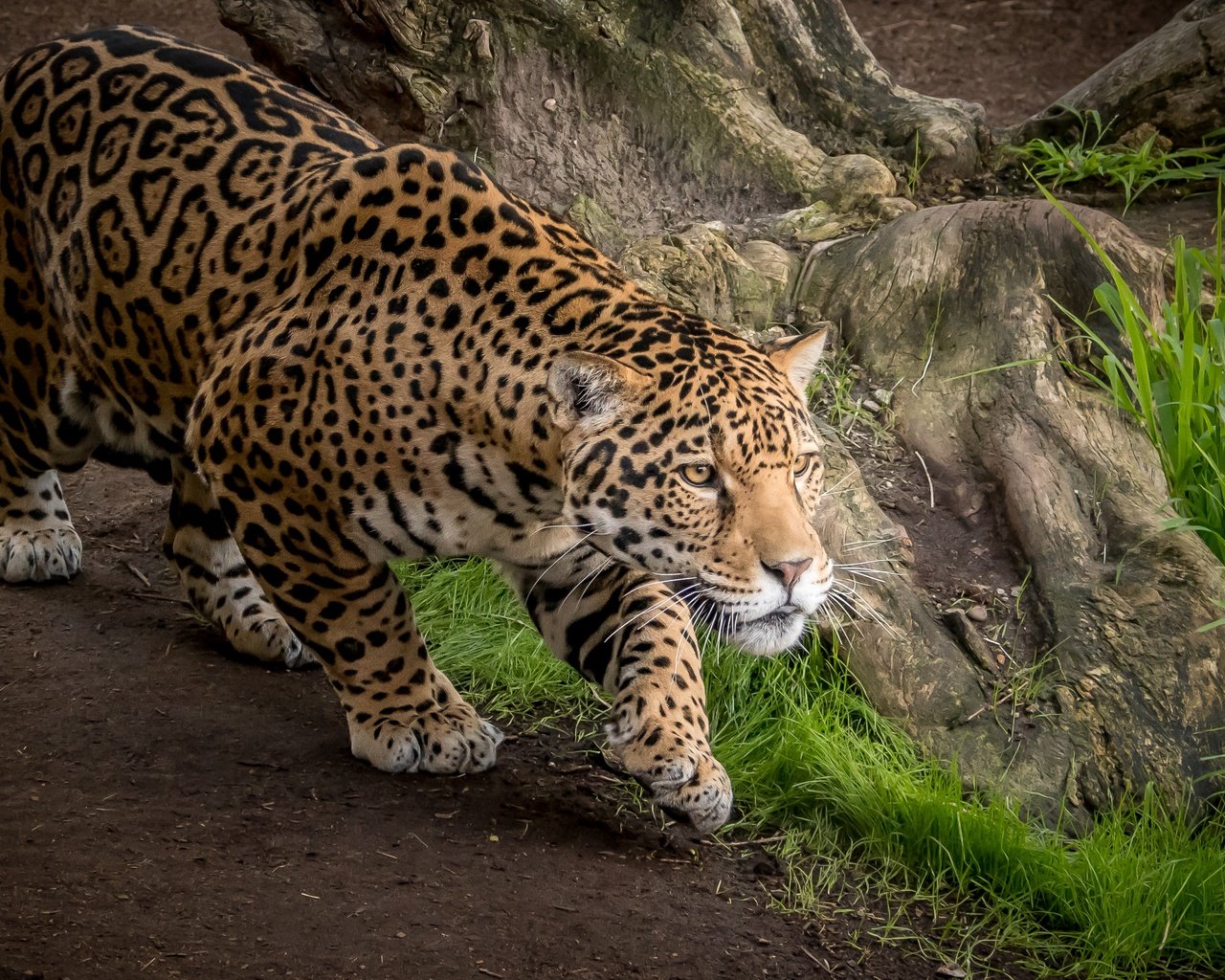 Обои хищник, ягуар, дикая кошка, predator, jaguar, wild cat разрешение 3000x2000 Загрузить