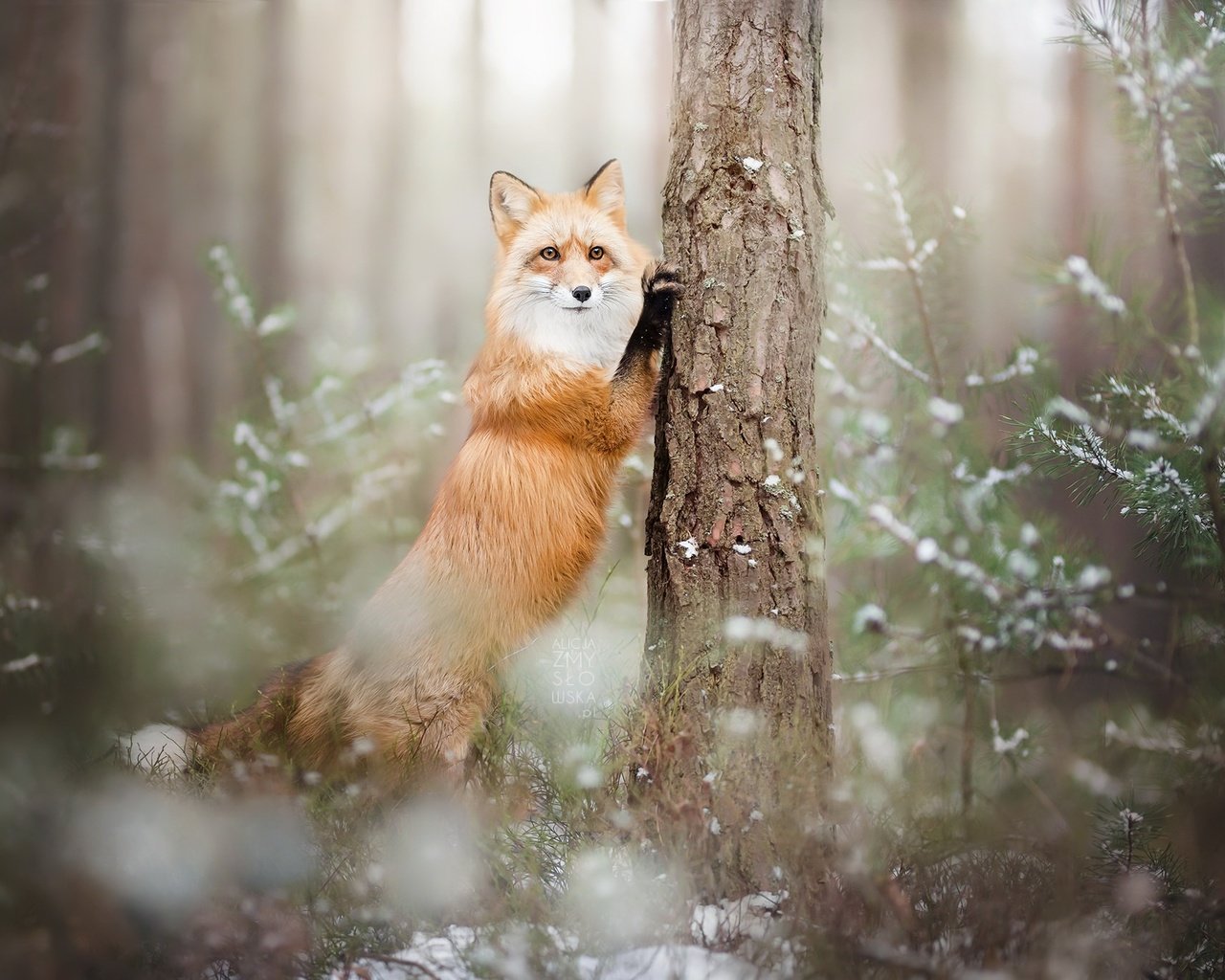 Обои лес, зима, лиса, лисица, животное, forest, winter, fox, animal разрешение 2048x1366 Загрузить