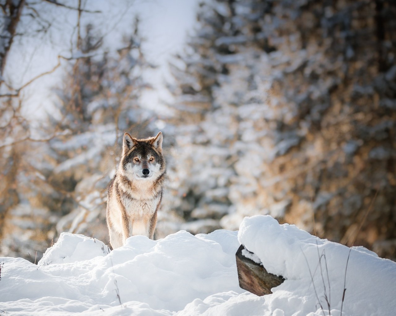 Обои глаза, морда, деревья, снег, лес, зима, взгляд, волк, eyes, face, trees, snow, forest, winter, look, wolf разрешение 1920x1100 Загрузить