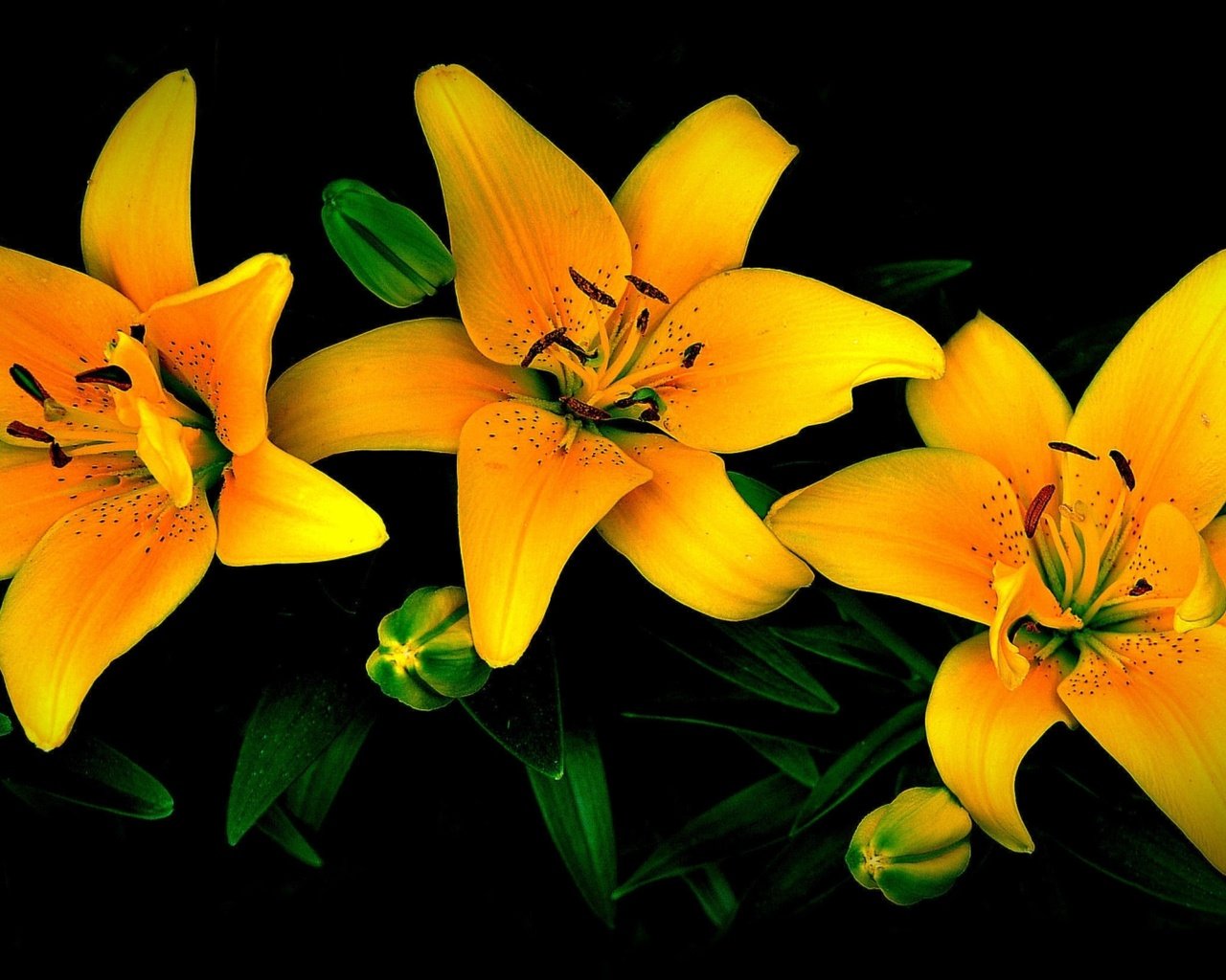 Обои цветы, бутоны, лепестки, черный фон, лилии, желтые, flowers, buds, petals, black background, lily, yellow разрешение 3840x2160 Загрузить