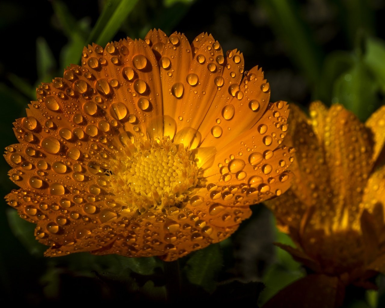 Обои цветы, макро, капли, лепестки, календула, ноготки, flowers, macro, drops, petals, calendula, marigolds разрешение 2048x1365 Загрузить