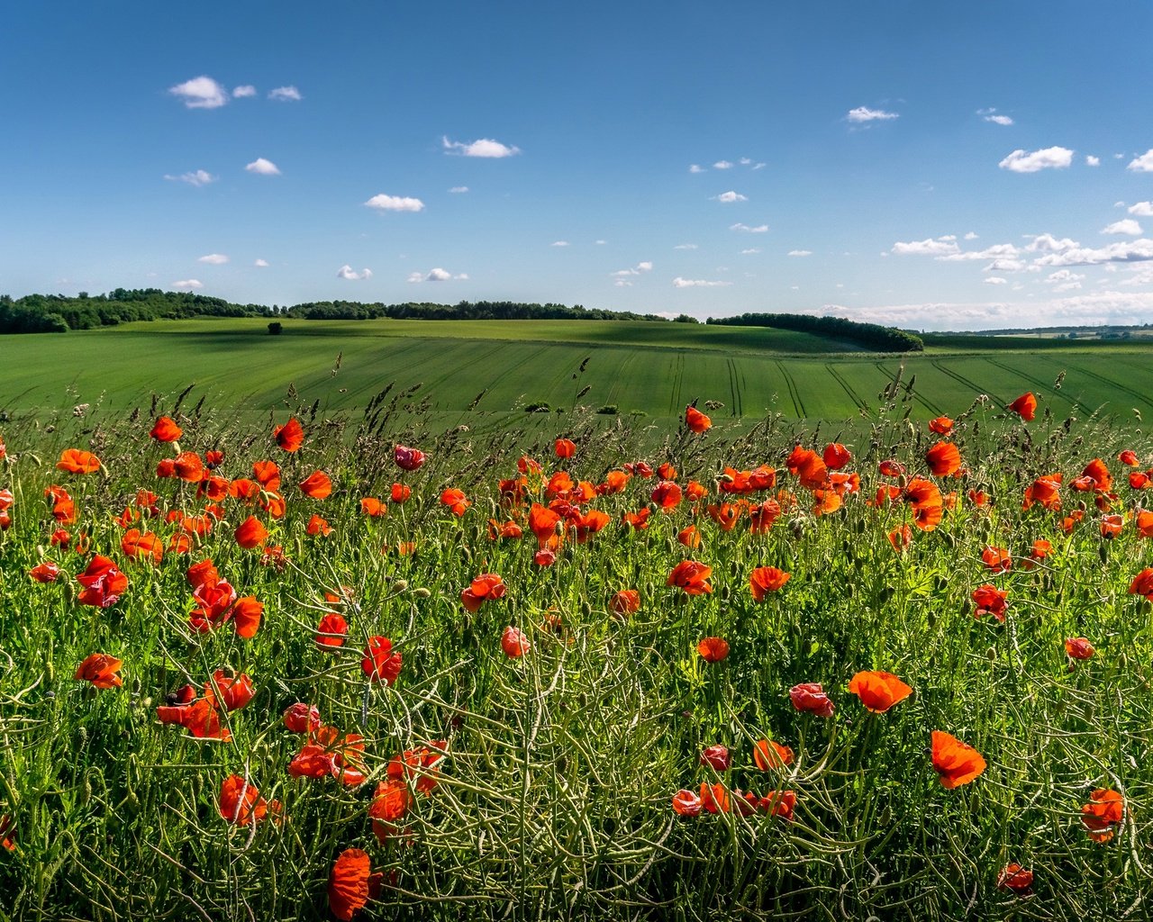 Обои небо, цветы, облака, солнце, зелень, поля, красные, маки, the sky, flowers, clouds, the sun, greens, field, red, maki разрешение 3000x1702 Загрузить