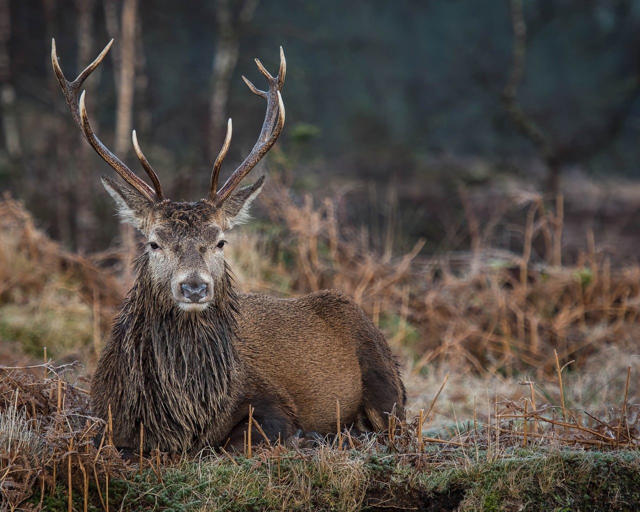 Обои природа, олень, фон, животное, рога, боке, благородный олень, nature, deer, background, animal, horns, bokeh, red deer разрешение 2048x1367 Загрузить