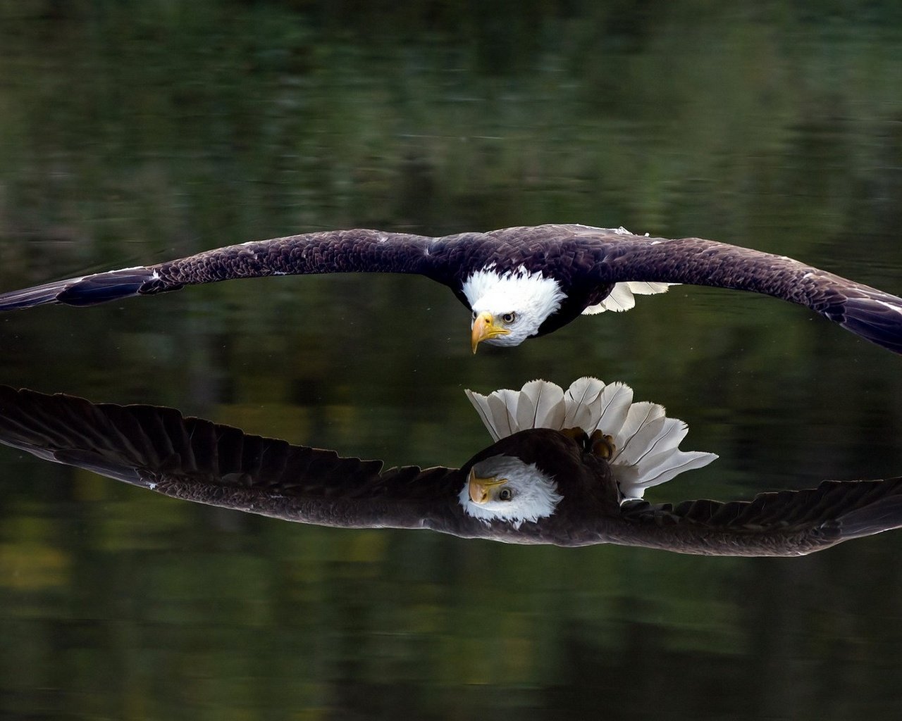 Обои отражение, полет, крылья, орел, птица, белоголовый орлан, reflection, flight, wings, eagle, bird, bald eagle разрешение 1920x1080 Загрузить