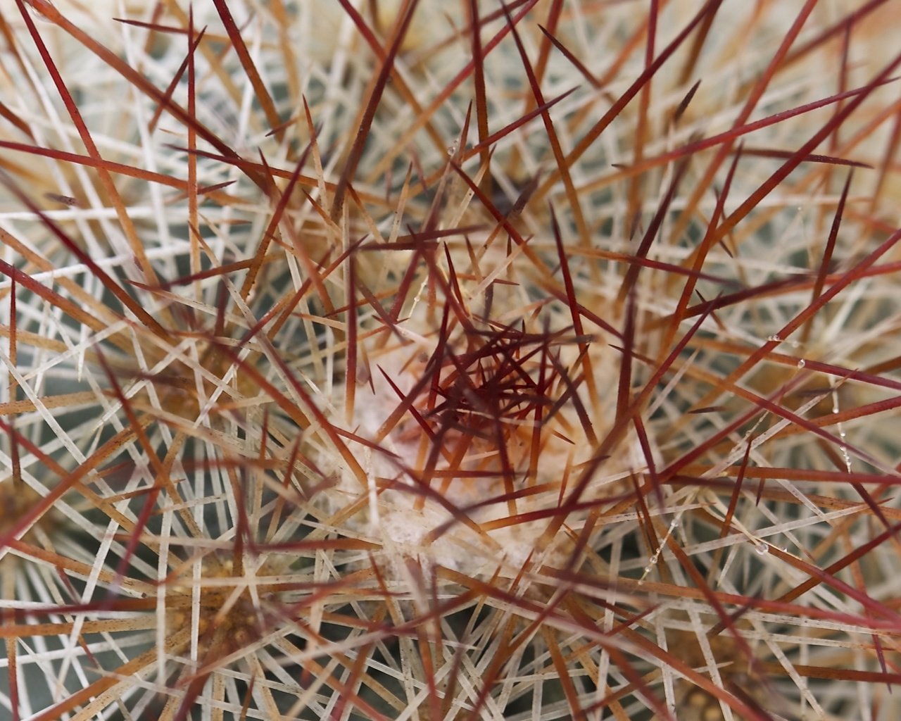 Обои природа, колючки, кактус, иголки, nature, barb, cactus, needles разрешение 3234x1600 Загрузить