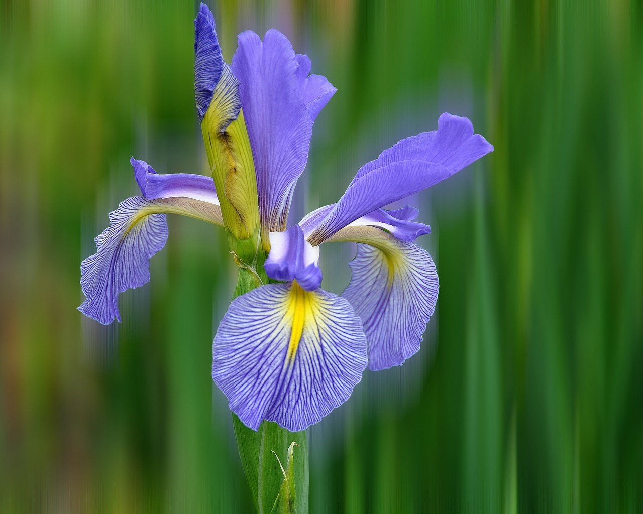 Обои природа, макро, цветок, лепестки, ирис, nature, macro, flower, petals, iris разрешение 2048x1360 Загрузить