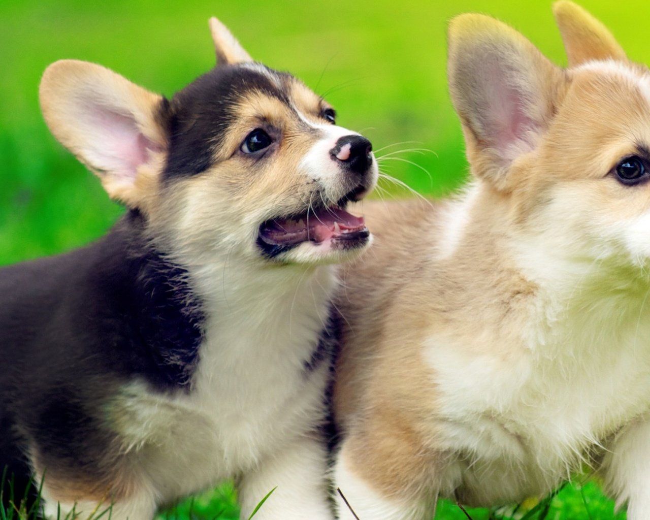 Обои трава, щенок, щенки, собаки, вельш-корги, корги, grass, puppy, puppies, dogs, welsh corgi, corgi разрешение 1920x1080 Загрузить