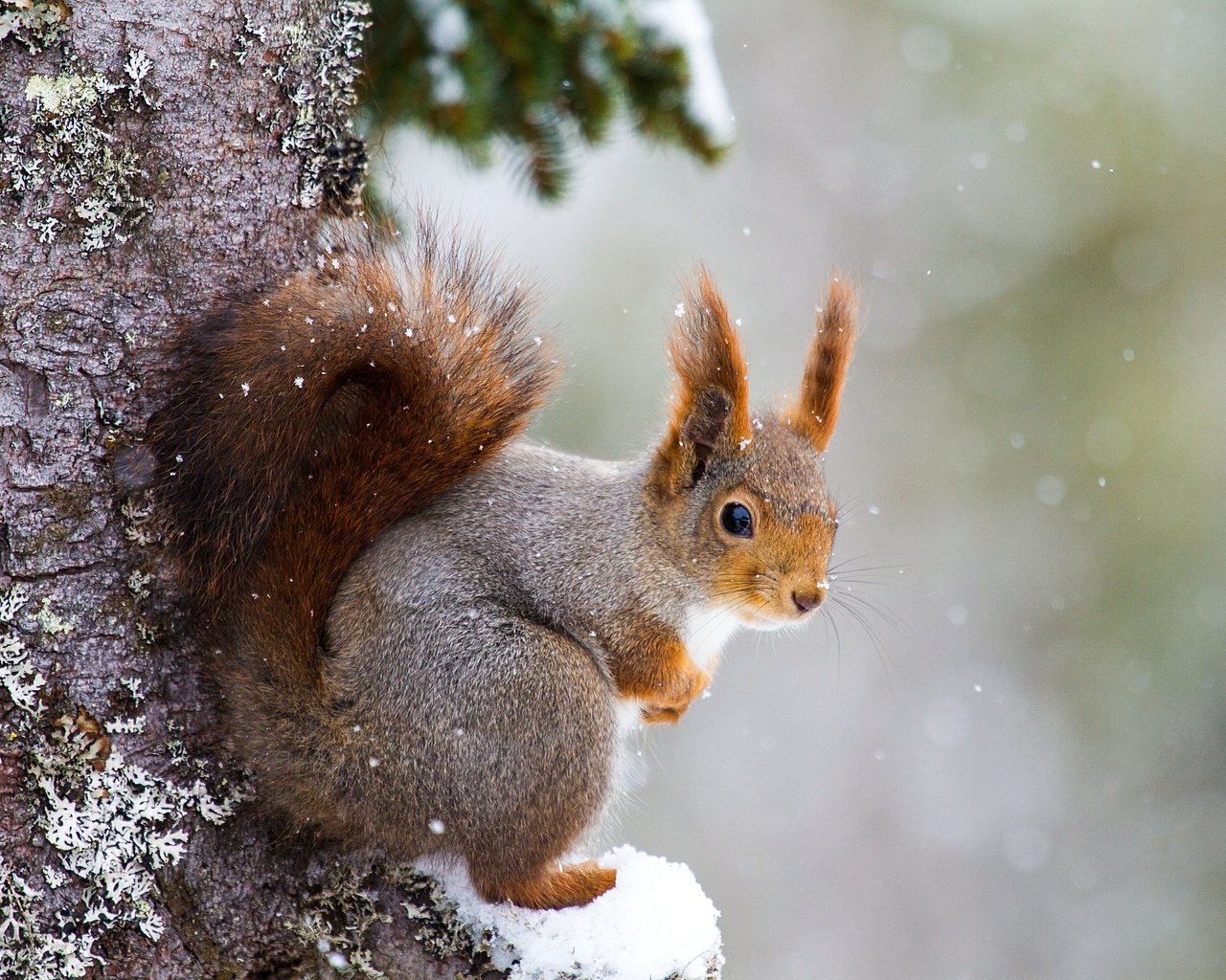 Обои снег, дерево, белка, хвост, белочка, грызун, snow, tree, protein, tail, squirrel, rodent разрешение 5184x3456 Загрузить
