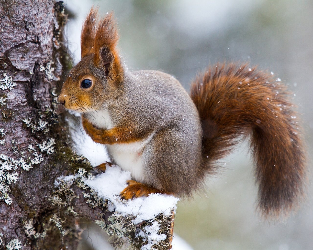 Обои снег, дерево, белка, хвост, белочка, грызун, snow, tree, protein, tail, squirrel, rodent разрешение 5184x3456 Загрузить