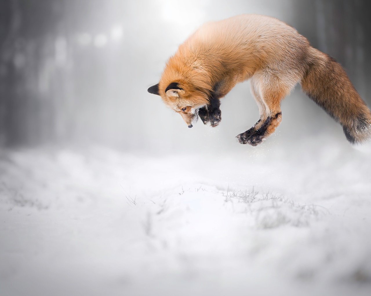 Обои снег, зима, лиса, лисица, животное, охота, snow, winter, fox, animal, hunting разрешение 2048x1365 Загрузить