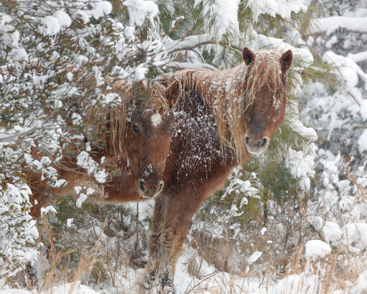 Обои снег, зима, лошади, кони, snow, winter, horse, horses разрешение 2048x1546 Загрузить