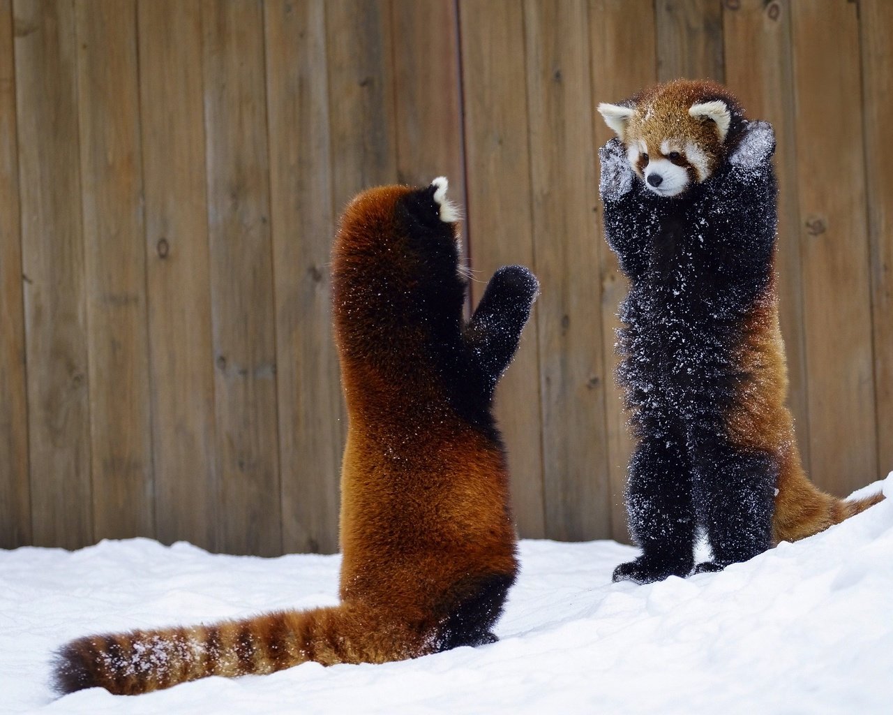Красная панда фото животного на задних лапах
