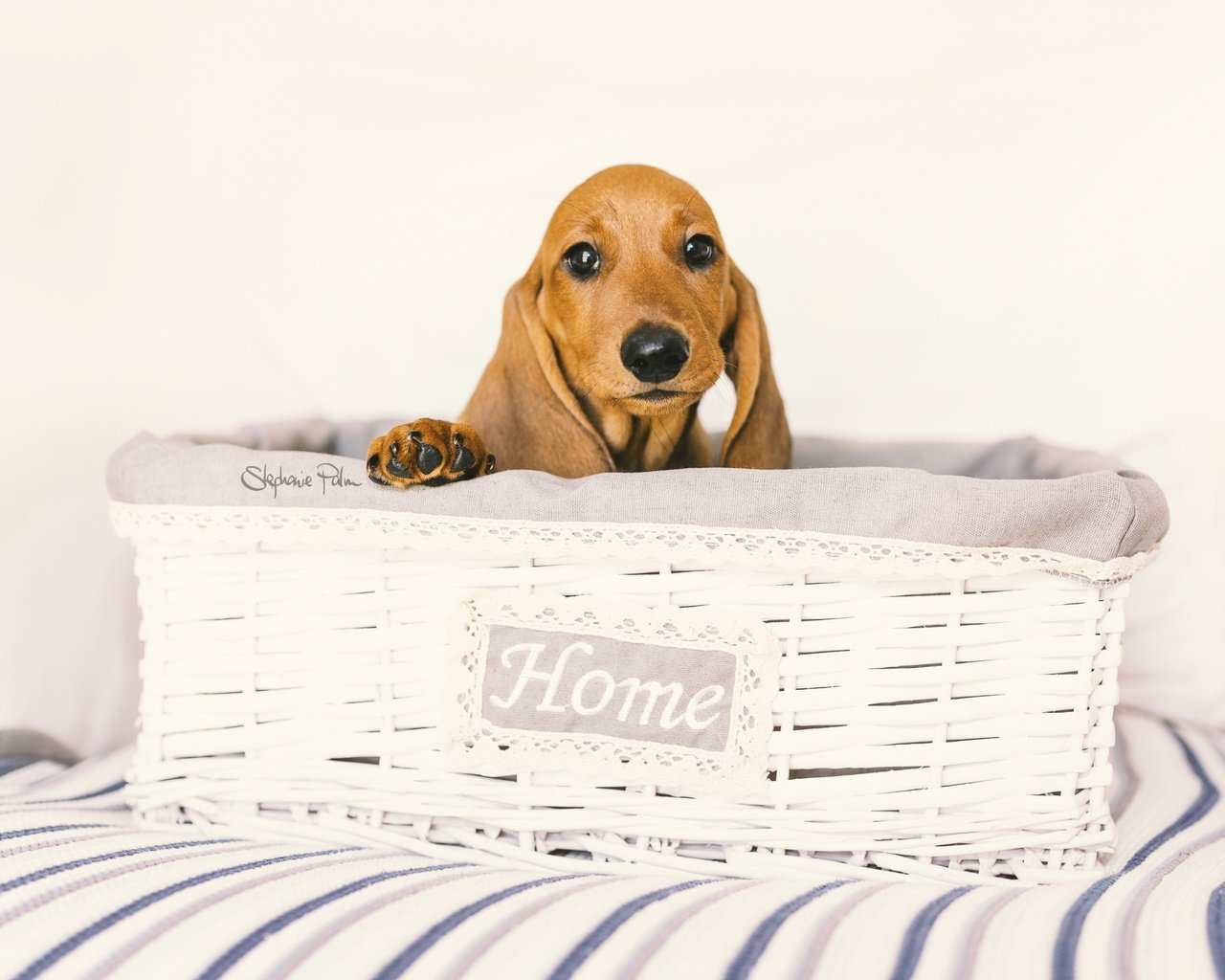 Обои глаза, взгляд, собака, дом, такса, уют, eyes, look, dog, house, dachshund, comfort разрешение 2048x1365 Загрузить