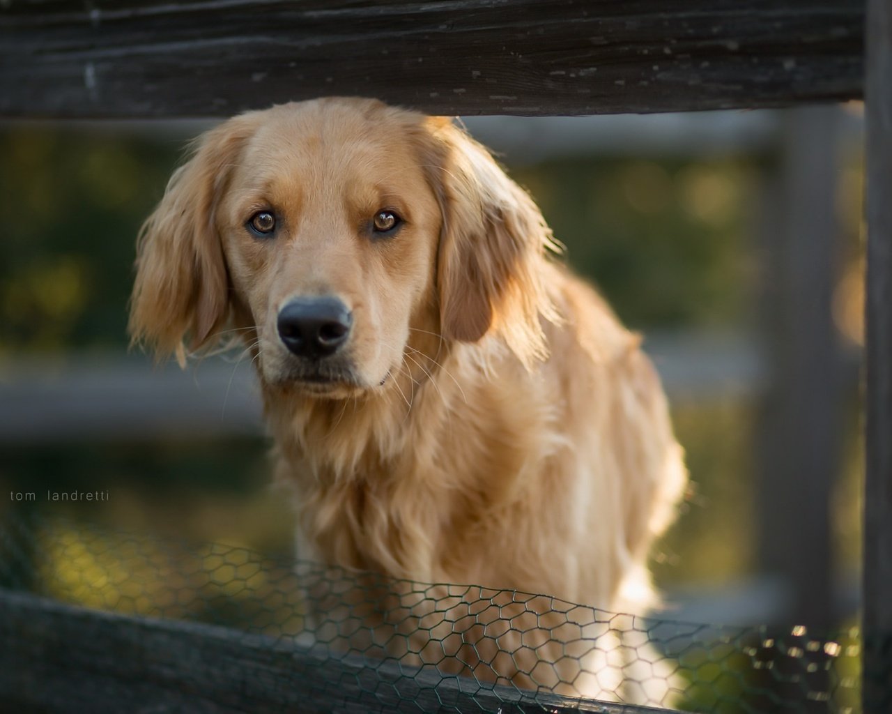 Обои глаза, морда, взгляд, собака, друг, золотистый ретривер, eyes, face, look, dog, each, golden retriever разрешение 1920x1280 Загрузить