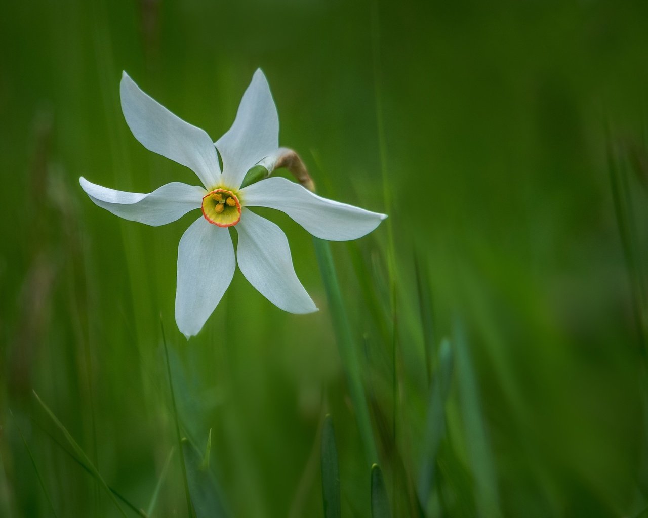 Обои трава, природа, зелень, лепестки, стебель, нарцисс, боке, grass, nature, greens, petals, stem, narcissus, bokeh разрешение 2500x1618 Загрузить