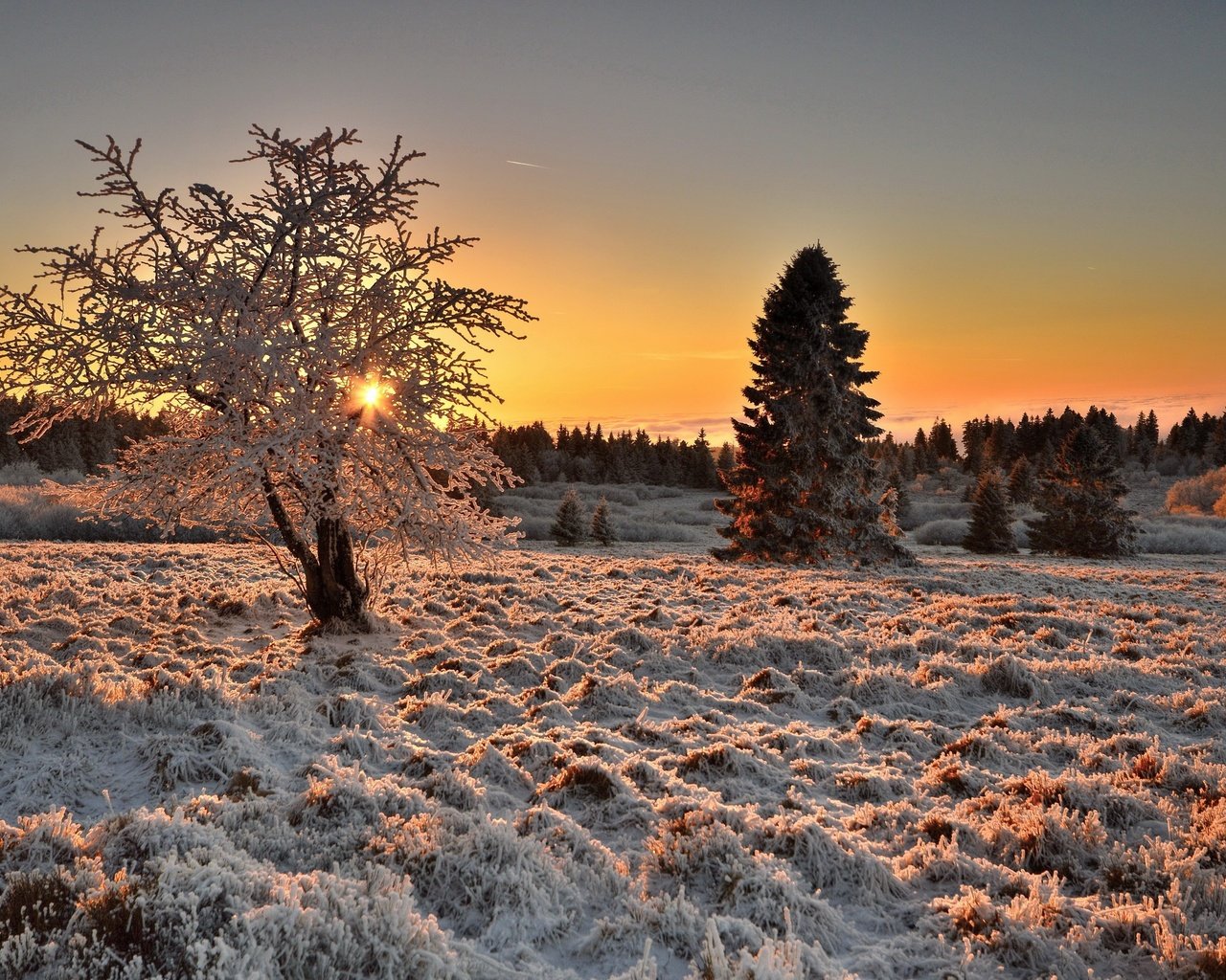 Обои свет, деревья, дерево, зима, утро, иней, light, trees, tree, winter, morning, frost разрешение 2560x1663 Загрузить