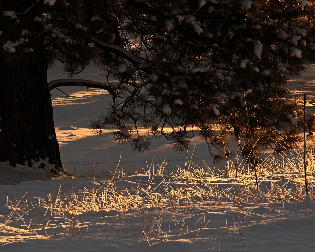 Обои свет, снег, дерево, хвоя, зима, утро, ветки, сосна, light, snow, tree, needles, winter, morning, branches, pine разрешение 2048x1365 Загрузить