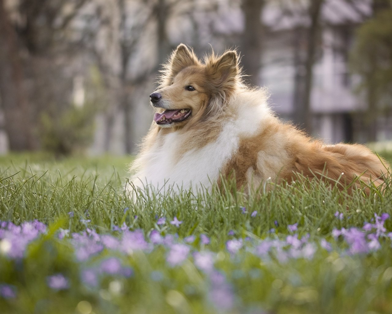 Обои цветы, трава, собака, боке, колли, длинношёрстный колли, flowers, grass, dog, bokeh, collie, rough collie разрешение 6000x4000 Загрузить