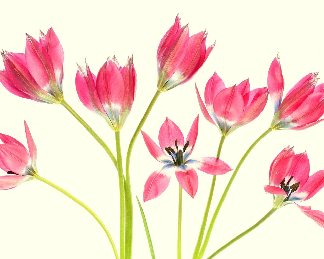 Обои цветы, фон, лепестки, тюльпаны, стебли, flowers, background, petals, tulips, stems разрешение 2048x1365 Загрузить