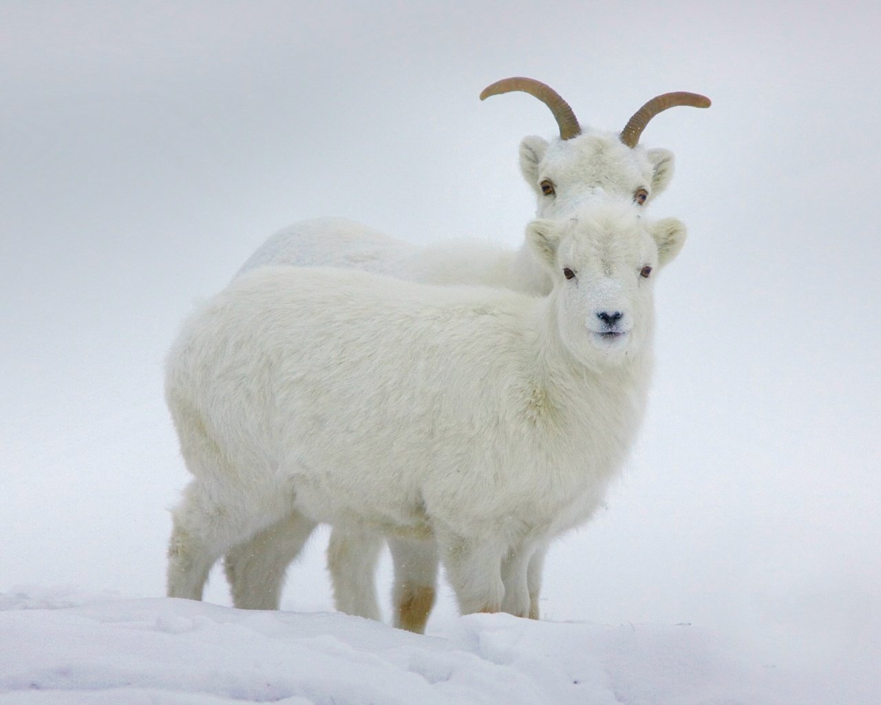 Обои зима, рога, канада, бараны, юкон, баран далла, winter, horns, canada, sheep, yukon, sheep dalla разрешение 1920x1200 Загрузить