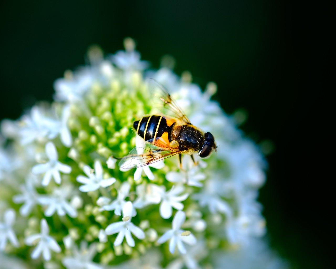 Обои насекомое, цветок, черный фон, муха, журчалка, jazzmatica, insect, flower, black background, fly, gorzalka разрешение 4896x2760 Загрузить