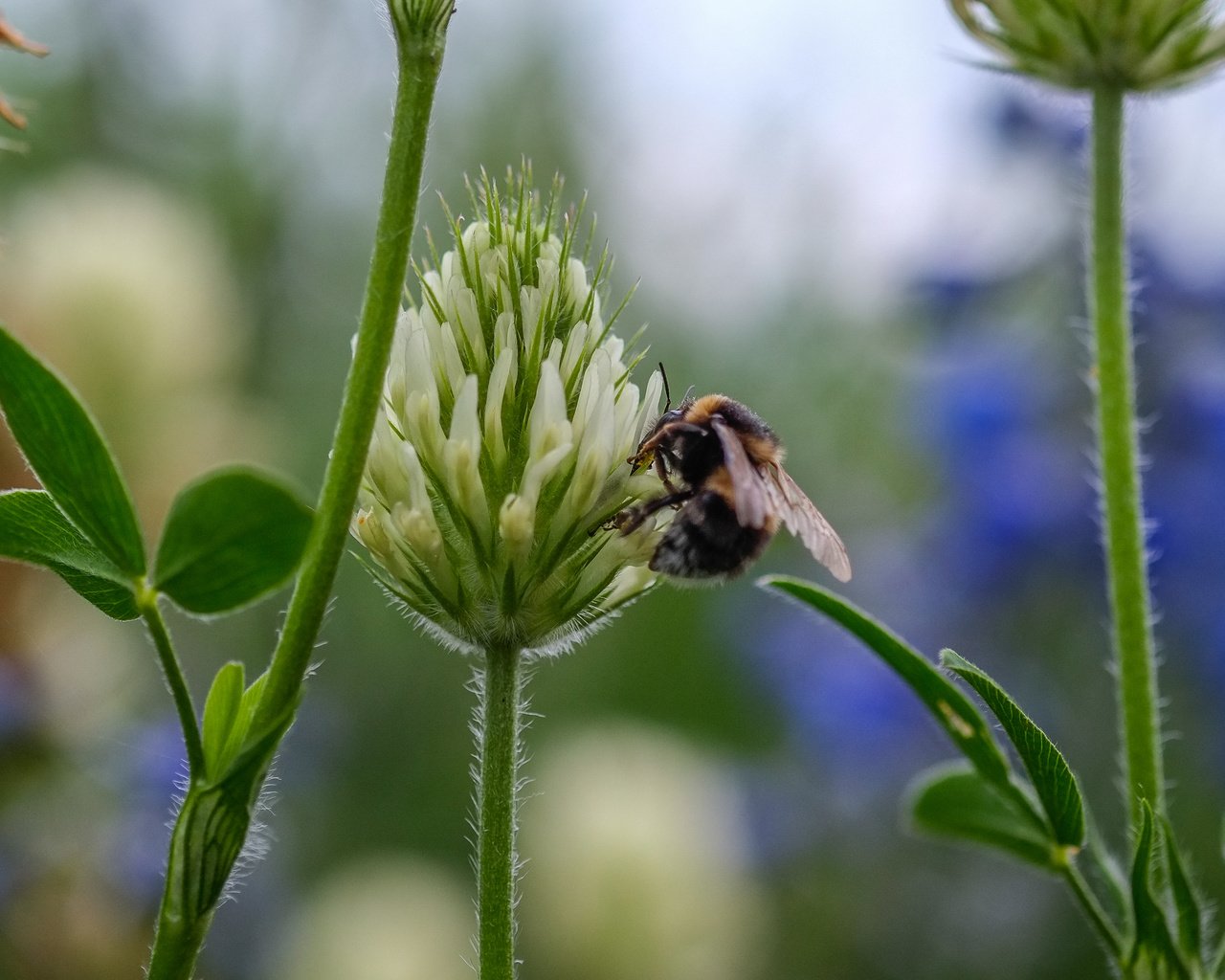 Обои цветы, клевер, насекомое, пчела, jazzmatica, flowers, clover, insect, bee разрешение 4896x2760 Загрузить