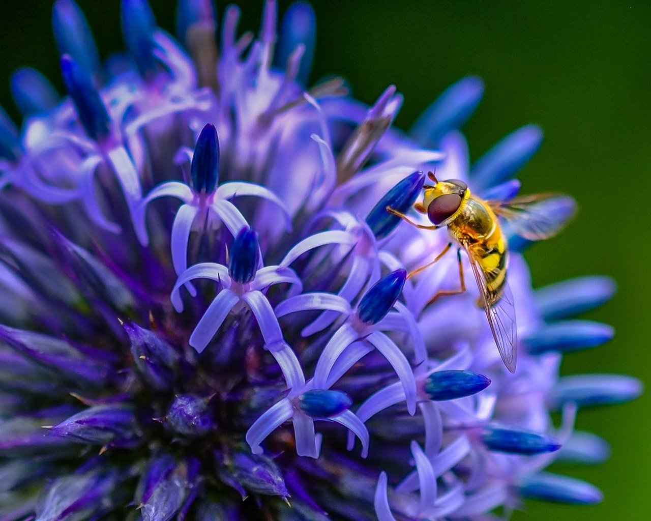 Обои насекомое, цветок, пчела, insect, flower, bee разрешение 1938x1276 Загрузить