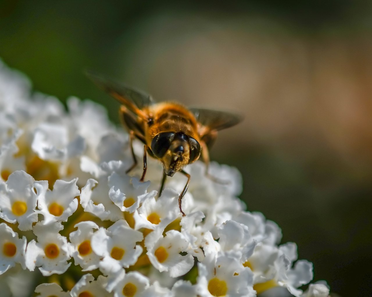 Обои цветы, насекомое, муха, журчалка, flowers, insect, fly, gorzalka разрешение 3575x2740 Загрузить