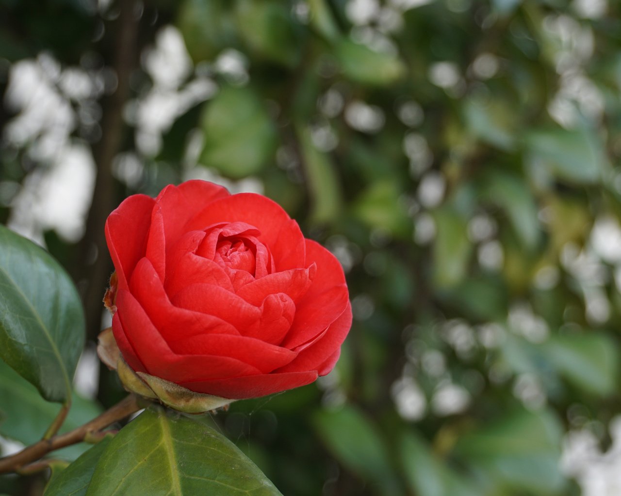 Обои природа, листья, фон, цветок, камелия, nature, leaves, background, flower, camellia разрешение 3840x2400 Загрузить