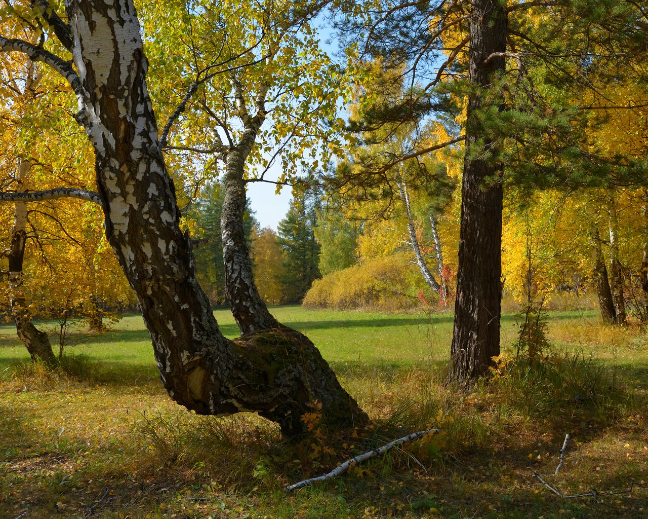 Обои деревья, природа, лес, осень, россия, урал, trees, nature, forest, autumn, russia, ural разрешение 3840x2400 Загрузить