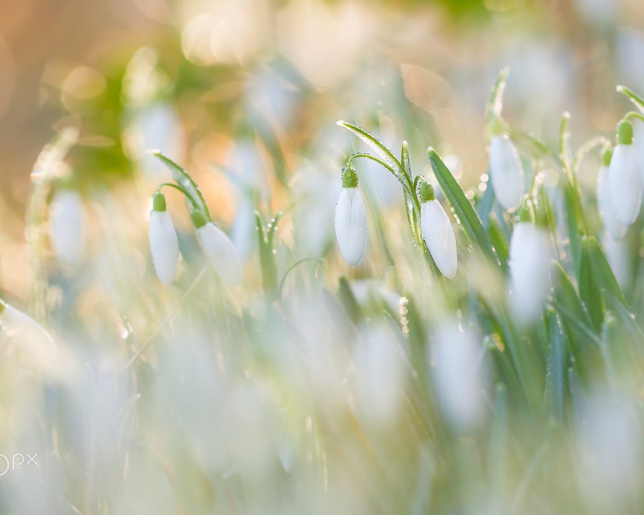 Обои цветы, утро, роса, размытость, весна, подснежники, боке, flowers, morning, rosa, blur, spring, snowdrops, bokeh разрешение 1920x1200 Загрузить