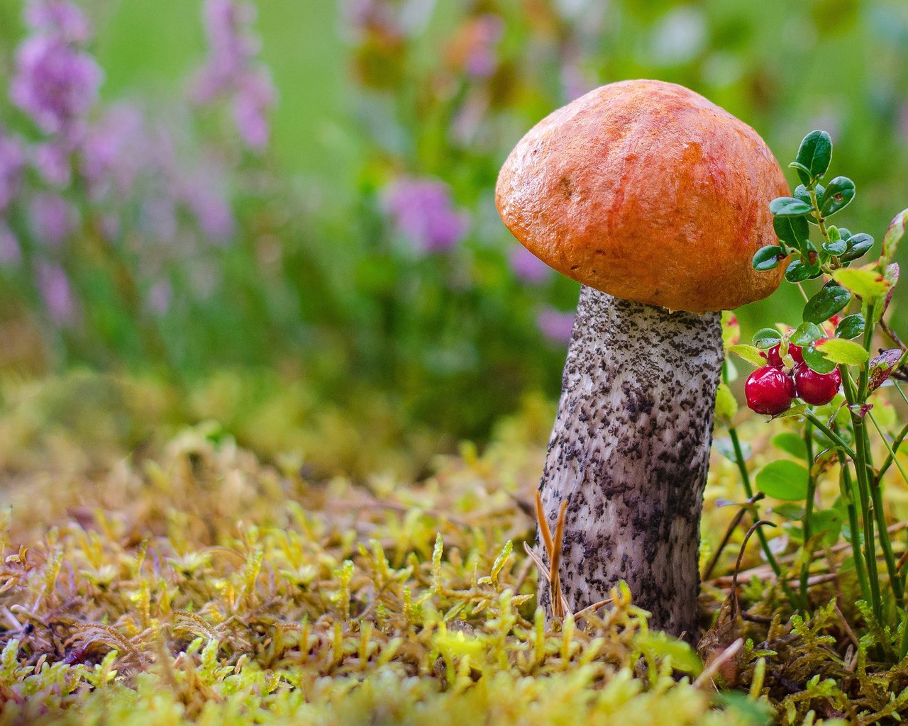 Обои цветы, подосиновик, трава, лес, макро, осень, гриб, мох, ягоды, flowers, boletus, grass, forest, macro, autumn, mushroom, moss, berries разрешение 2880x1800 Загрузить