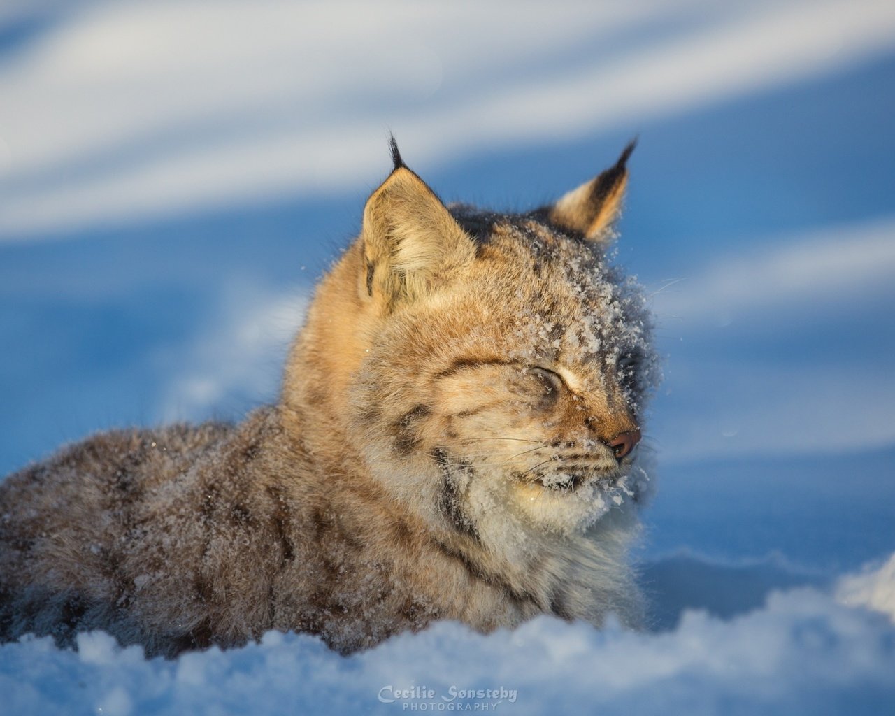 Обои морда, снег, зима, рысь, хищник, дикая кошка, face, snow, winter, lynx, predator, wild cat разрешение 2880x1800 Загрузить