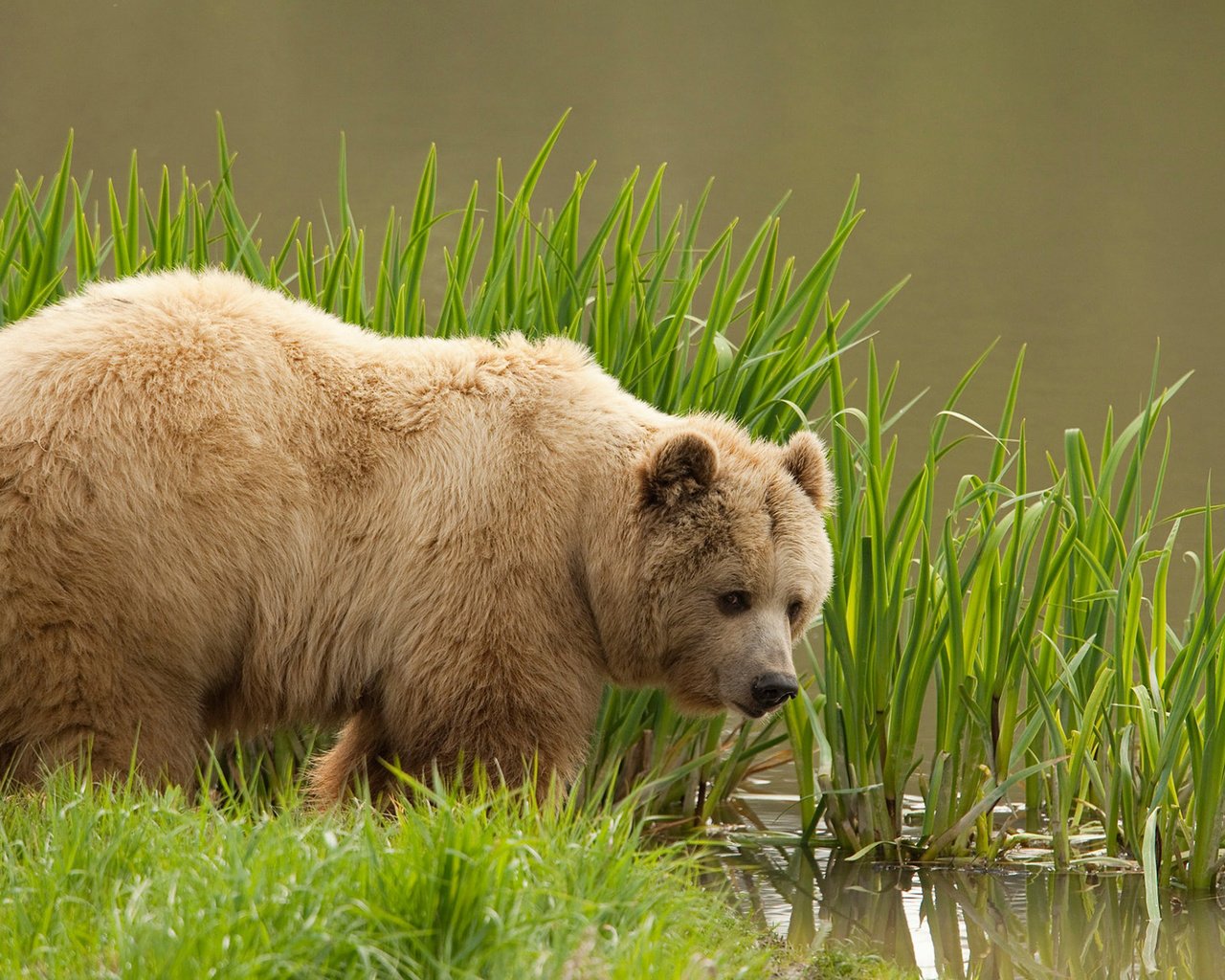 Обои трава, вода, медведь, бурый медведь, grass, water, bear, brown bear разрешение 1920x1200 Загрузить