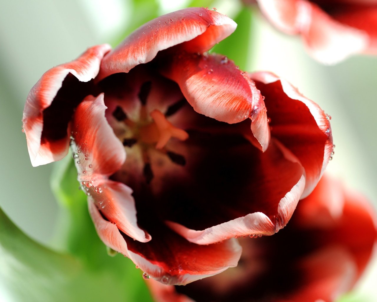 Обои макро, цветок, роса, капли, бутон, тюльпан, macro, flower, rosa, drops, bud, tulip разрешение 2550x1694 Загрузить