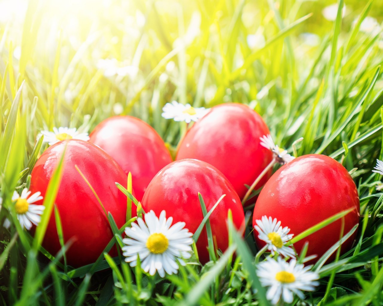 Обои цветы, трава, ромашки, корзина, пасха, яйца крашеные, flowers, grass, chamomile, basket, easter, the painted eggs разрешение 5184x3456 Загрузить