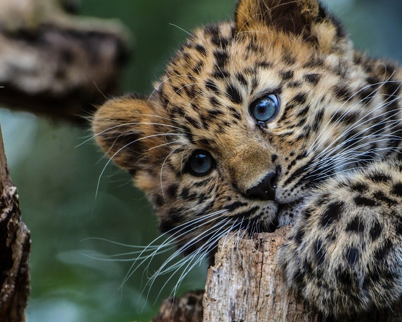 Обои глаза, дерево, взгляд, леопард, большая кошка, леопарды, детеныш, eyes, tree, look, leopard, big cat, leopards, cub разрешение 1920x1080 Загрузить