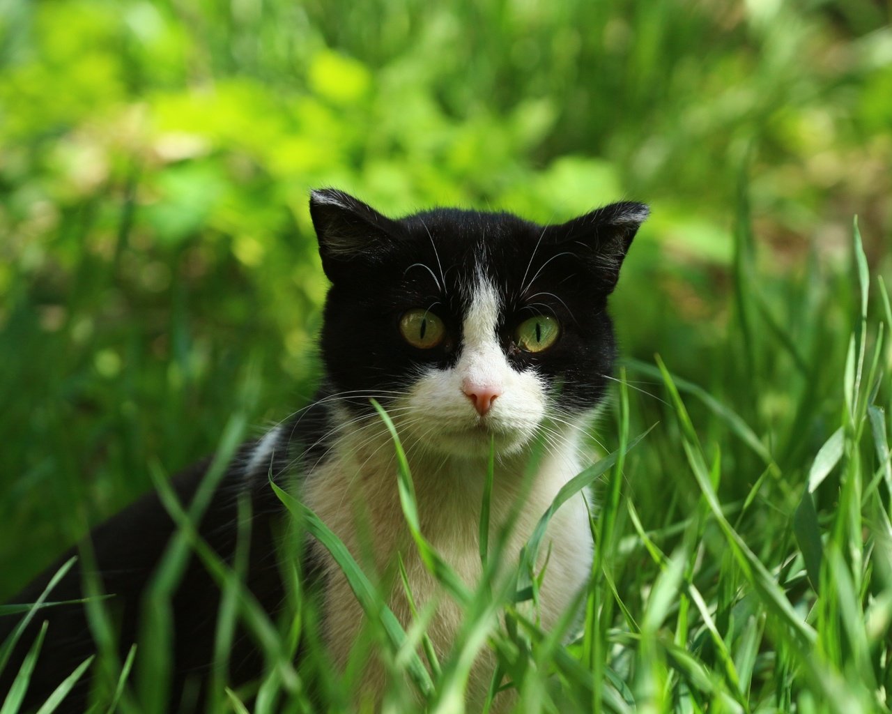 Обои глаза, трава, кошка, взгляд, eyes, grass, cat, look разрешение 1920x1280 Загрузить