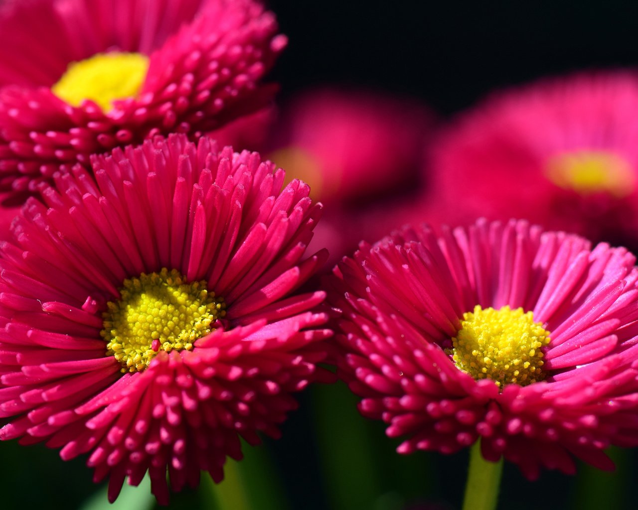 Обои цветы, лепестки, маргаритки, flowers, petals, daisy разрешение 3840x2400 Загрузить