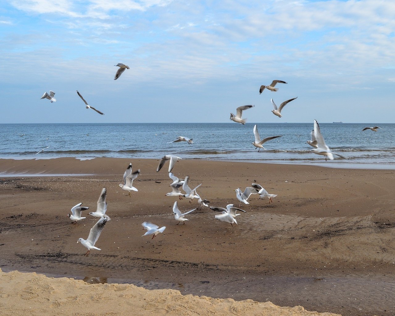 Обои море, полет, пляж, крылья, птицы, чайки, sea, flight, beach, wings, birds, seagulls разрешение 1920x1276 Загрузить