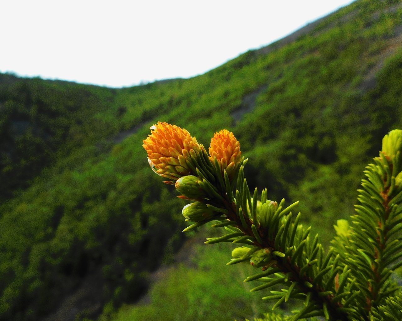 Обои ветка, природа, растения, хвоя, фон, иголки, branch, nature, plants, needles, background разрешение 3648x2736 Загрузить