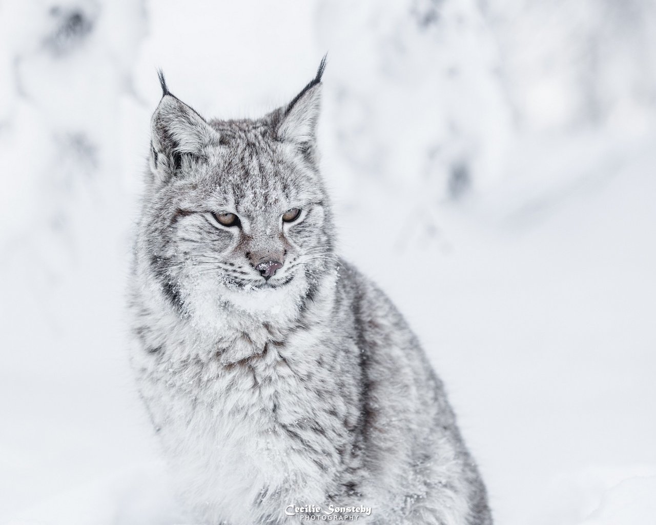 Обои зима, рысь, хищник, большая кошка, winter, lynx, predator, big cat разрешение 2880x1800 Загрузить