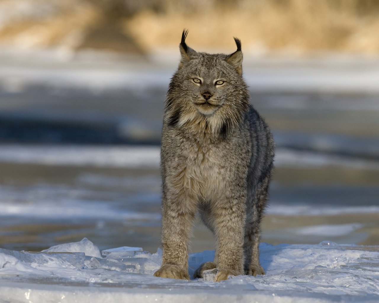 Обои зима, рысь, хищник, большая кошка, канада, winter, lynx, predator, big cat, canada разрешение 2560x1600 Загрузить