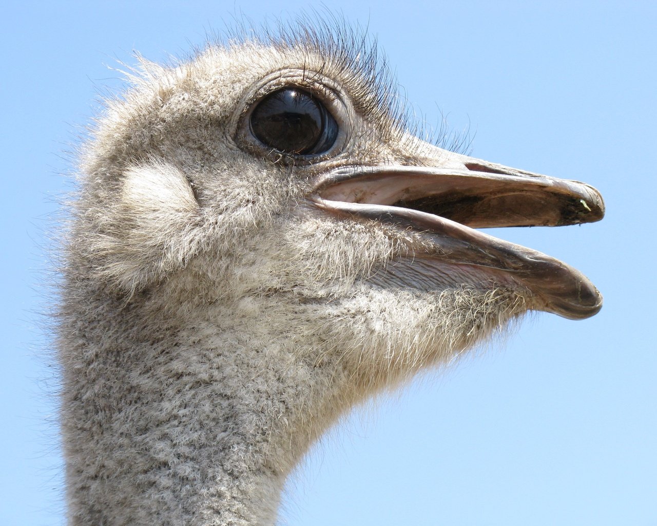 Обои профиль, птица, клюв, крупным планом, страус, profile, bird, beak, closeup, ostrich разрешение 3264x2448 Загрузить