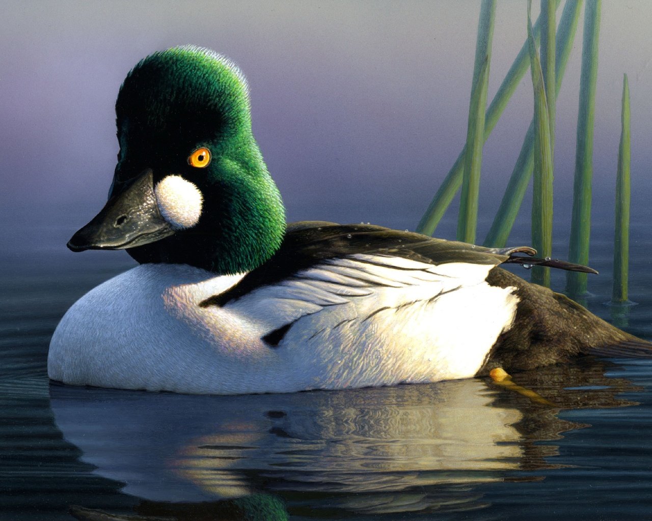 Обои вода, отражение, птица, клюв, перья, утка, джеймс хаутман, james hautman, water, reflection, bird, beak, feathers, duck, james houtman разрешение 2735x1920 Загрузить