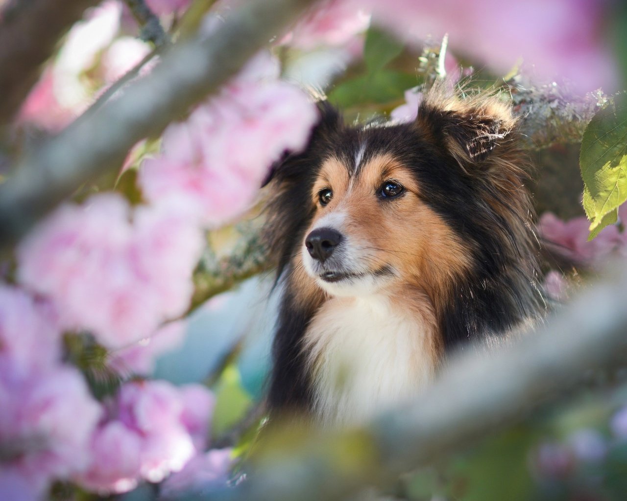 Обои морда, ветки, собака, весна, шелти, шетландская овчарка, face, branches, dog, spring, sheltie, shetland sheepdog разрешение 2048x1365 Загрузить