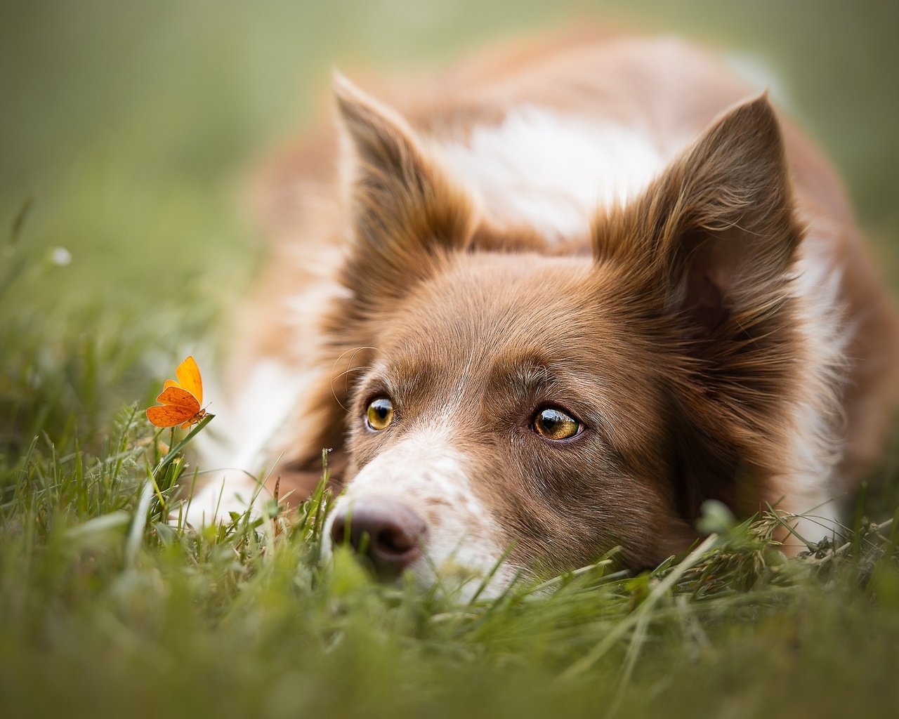 Обои глаза, трава, взгляд, бабочка, собака, бордер-колли, cecilia zuccherato, eyes, grass, look, butterfly, dog, the border collie разрешение 2048x1367 Загрузить